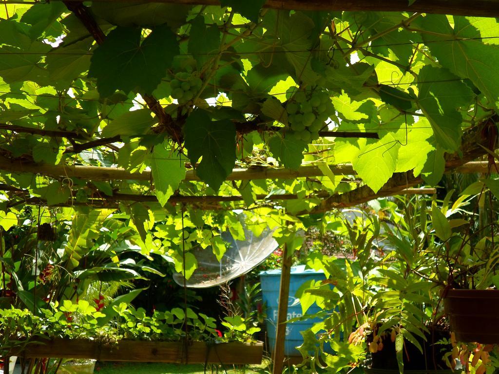 Pousada Capim Melado Ubatuba Exterior photo